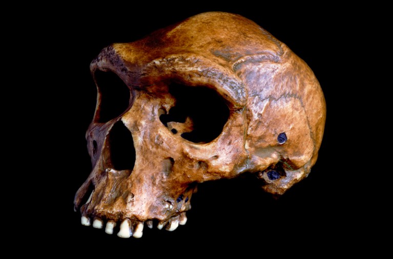 Homo heidelbergensis skull discovered in present-day Kwabe, Zambia, thought to be between 125,000 and 300,000 years old