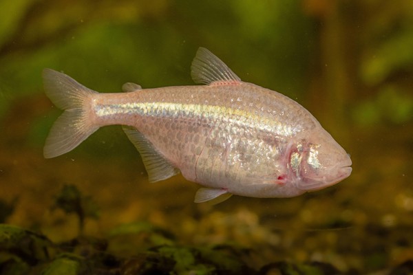 A blind cavefish swimming