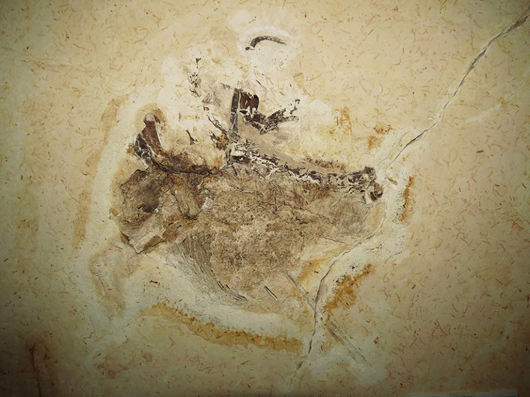 Ubirajara jubatus fossil.