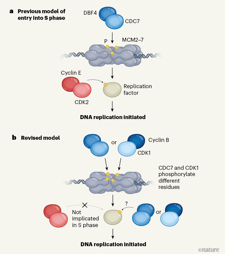 A Rethink About Enzymes That Drive DNA Replication