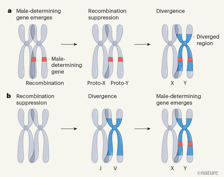 A Chromosome Predisposed For Sex