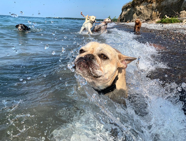 Several different dog breeds on the seashore and in the waves.
