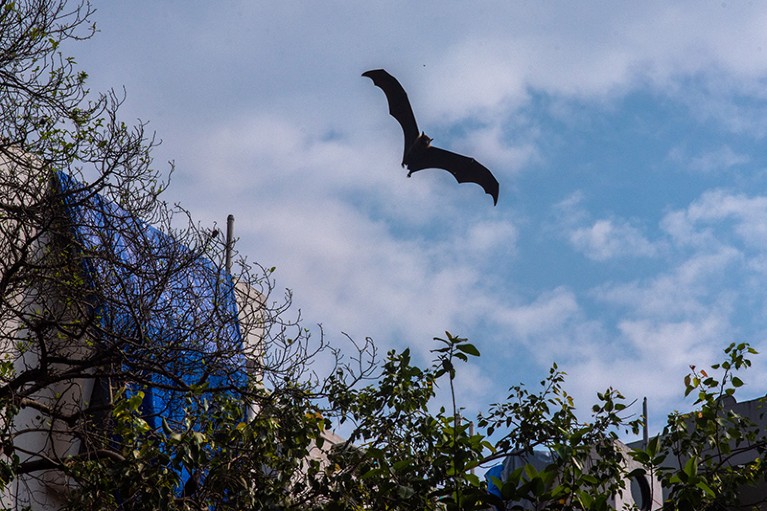 A bat flying over trees against a blue sky.