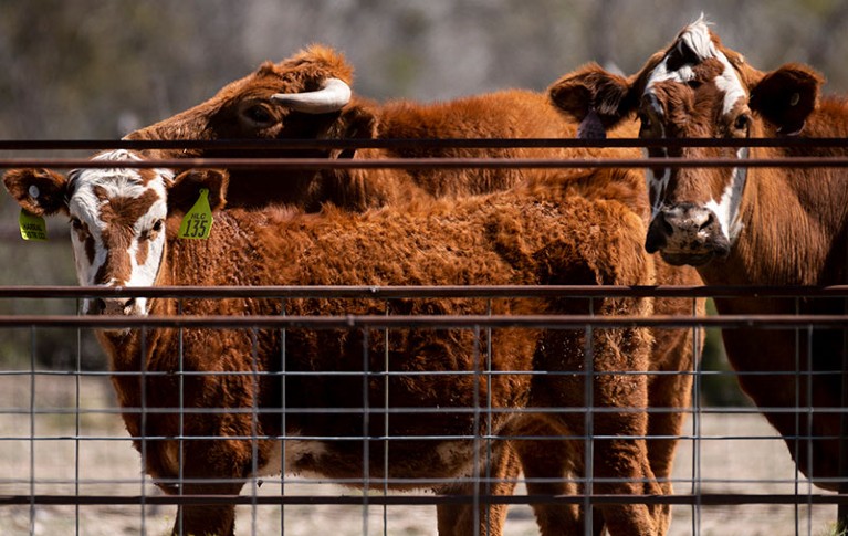 Cows stand in a pen near Fort Stockton, Texas.