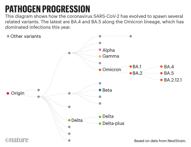 Pathogen progression: Diagram showing how the coronavirus SARS-CoV-2 has evolved to spawn several related variants.