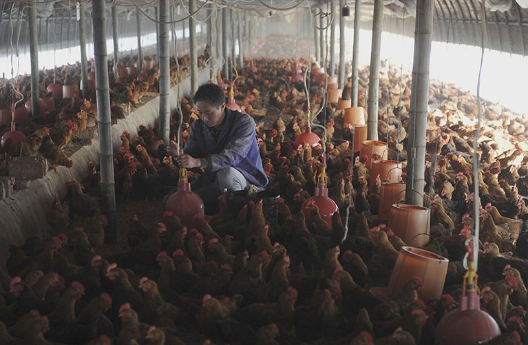 A worker adjusts a water dispensing device at a crowded indoor chicken farm in Changfeng county, Anhui province, China.