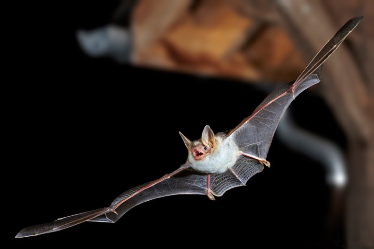 A greater mouse-eared Bat flying at night