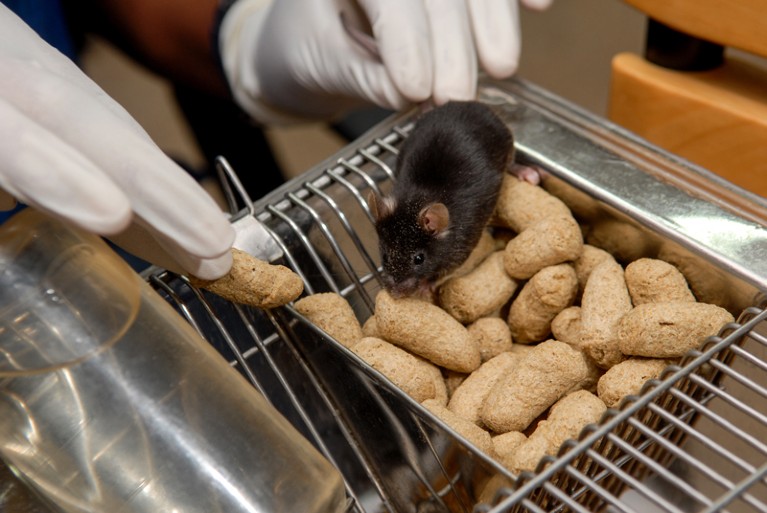 Gloved hands feed a laboratory mouse pellets of food on top of a cage