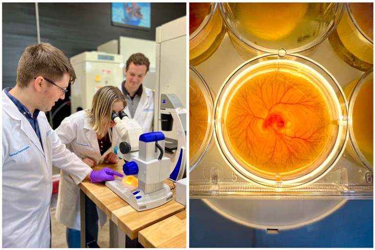 Diptych of researchers looking through a microscope at quail egg membranes in a multi-well plate and a close up of the membrane