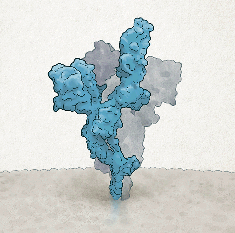 Animated illustration that shows accumulated mutations in the SARS-CoV-2 spike protein during a seven-month-long infection.