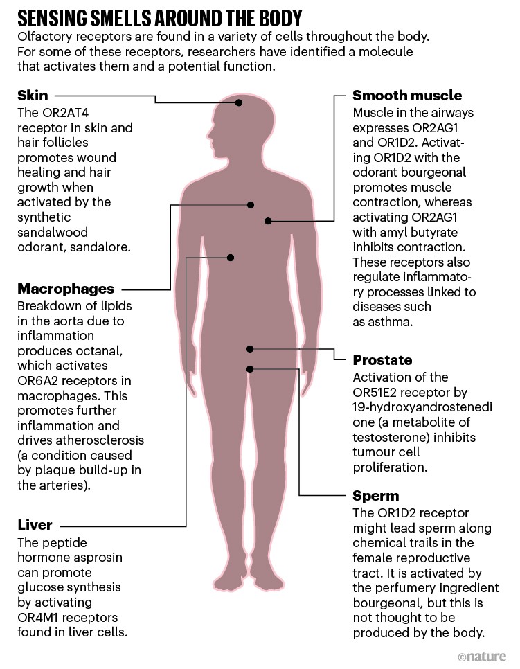 olfactory-receptors-are-not-unique-to-the-nose