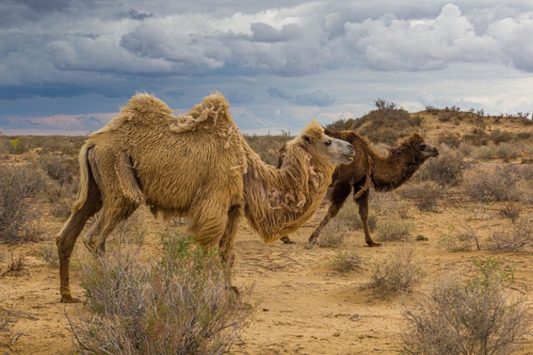Two camels walk across the desert in Uzbekistan