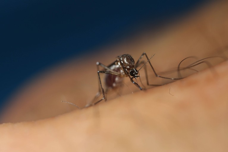 Close-up on an Aedes aegypti mosquito.