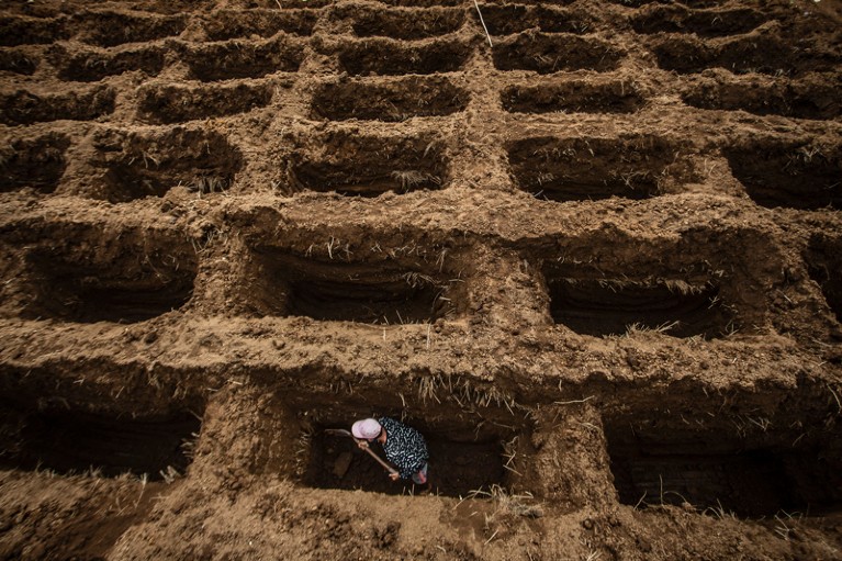 在西爪哇的一个墓地，一名工人在为死于COVID-19的人挖掘许多排坟墓