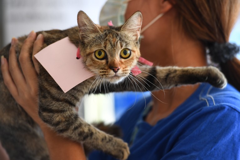 A woman wearing a face mask holds up a cat with a label attached to its neck
