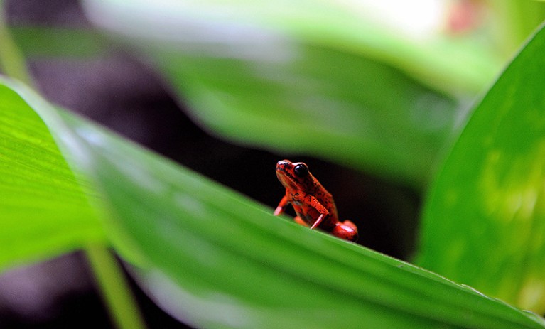 A red frog rests in a leaf.