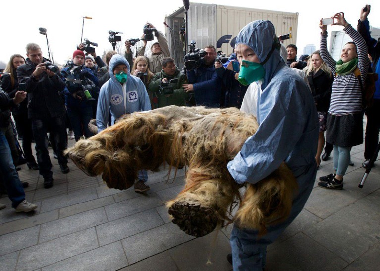 Staff members wearing overalls carry the preserved body of baby mammoth, Yuka, past gathered press in Moscow