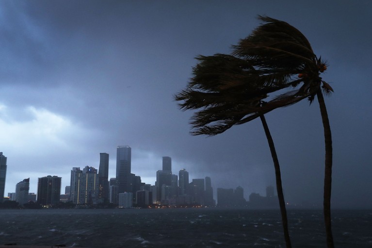 An incoming hurricane engulfs the Florida skyline behind a couple of palm trees being blown by strong wind