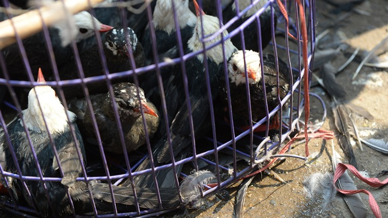 Live captured wild birds being sold for food at a local market in the town of Nghia Lo, in Northern province of Yen Bai.