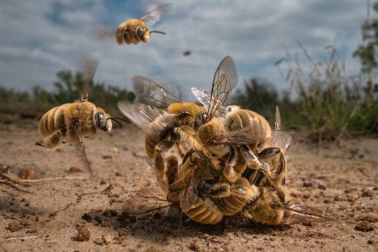 A swarm of male cactus bees form a ball on the ground around a female bee as they attempt to mate with her