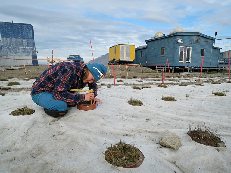 A researcher measures stalks of arctic bluegrass on Svalbard archipelago, Norway.