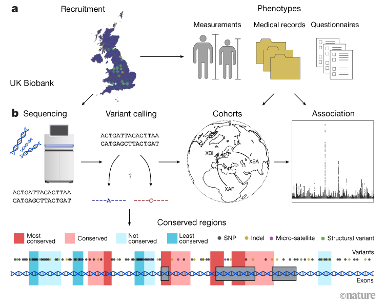 How Regeneron, DNAnexus Sequenced Half A Million UK Biobank Samples