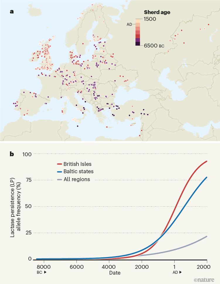 the-mystery-of-early-milk-consumption-in-europe