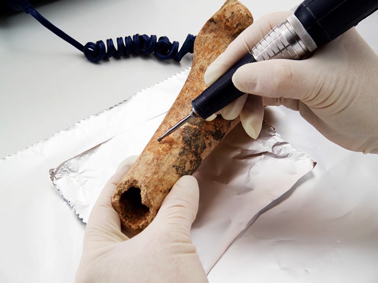 Sample being removed from human femur bone for carbon dating using accelerator mass spectrometry (AMS).