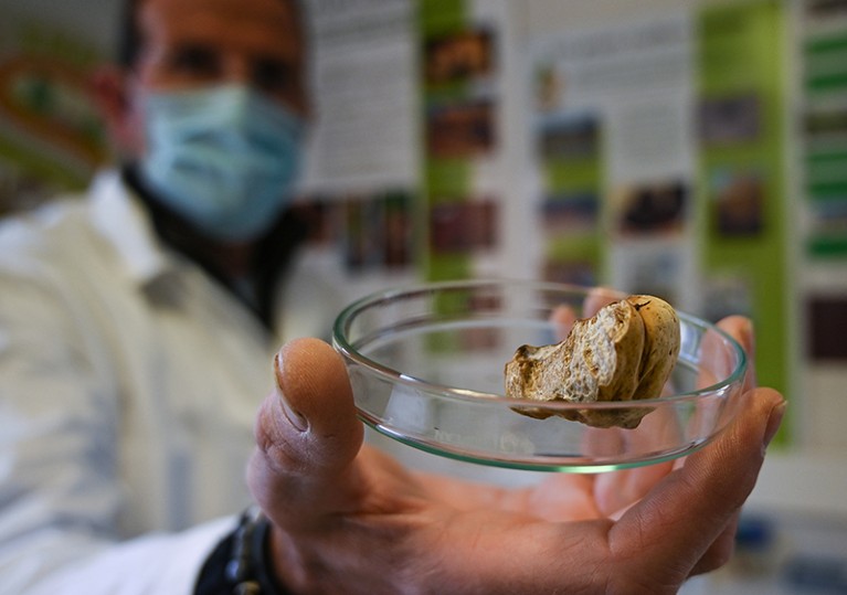 Man in lab coat holds an Italian white truffle in a glass dish.