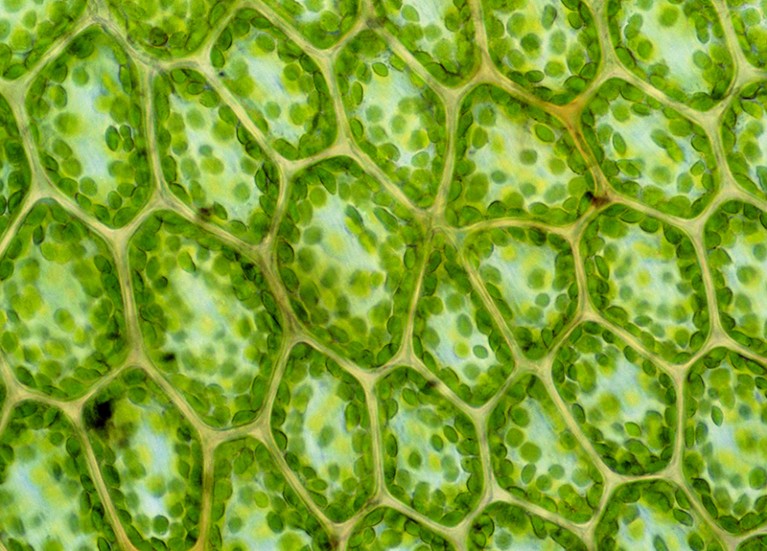 Light micrograph showing a section through a leaf