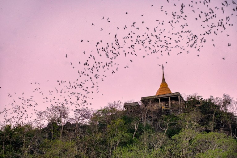 A colony of bats silhouetted against a pink sky fly in a column over a golden pagoda on top of a hill in Thailand