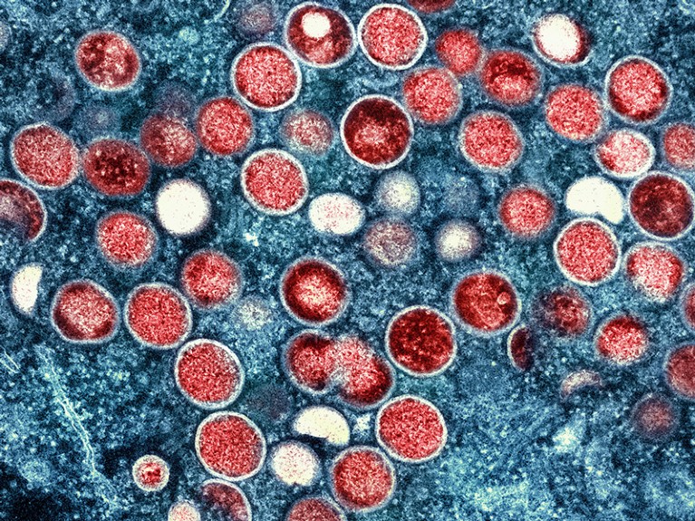 Coloured transmission electron micrograph (TEM) of monkeypox virus particles (red) found within an infected cell (blue).