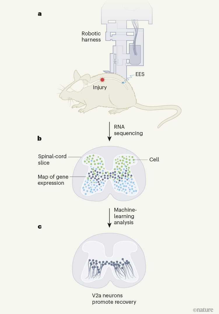 Neurons That Promote Recovery From Paralysis Identified