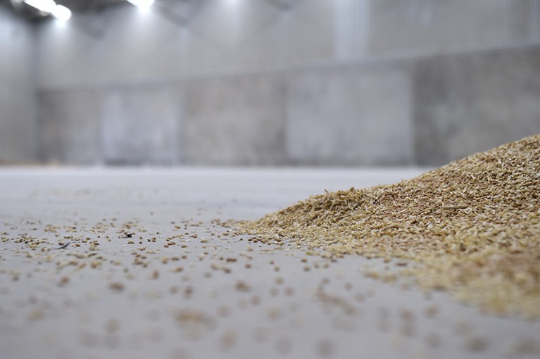 A small pile of wheat in a warehouse for grain storage in Australia.