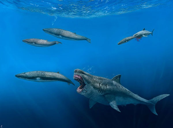 Artists impression of a megalodon hunting.