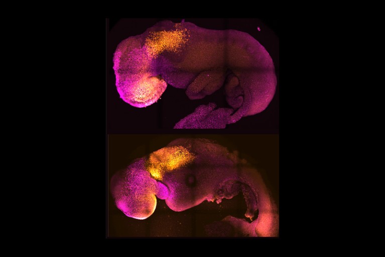 Side by side comparison of natural and synthetic embryos showing brain and heart formation