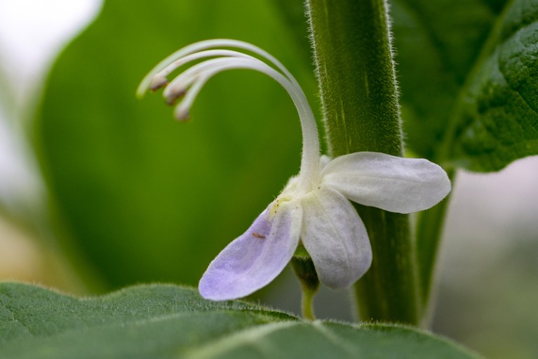 Karomia gigas flower.