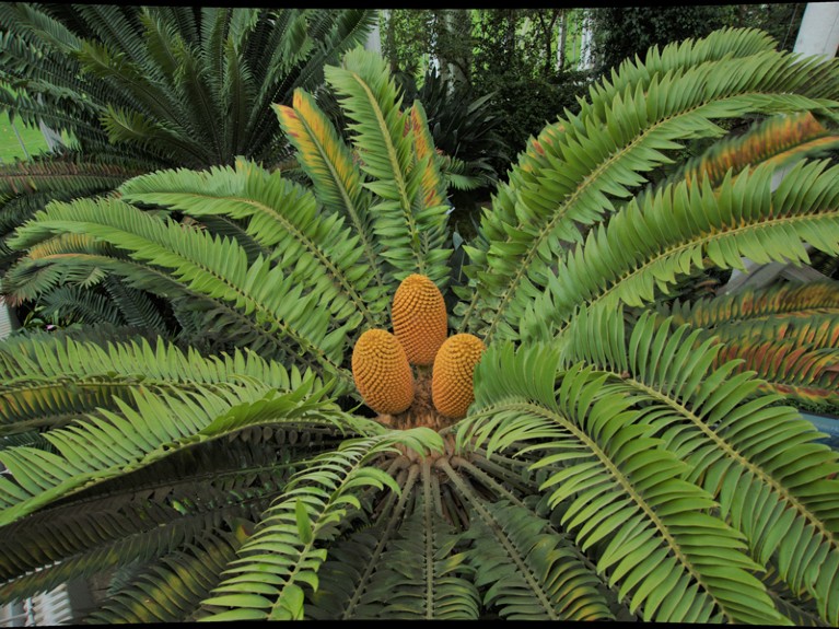 Encephalartos Woodii cones.