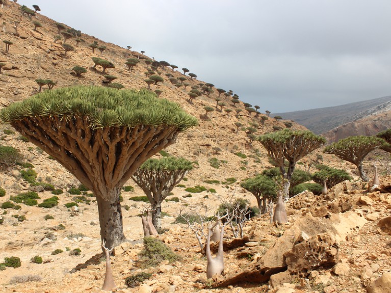 Trees shaped like inside-out umbrellas, in a rocky landscape.