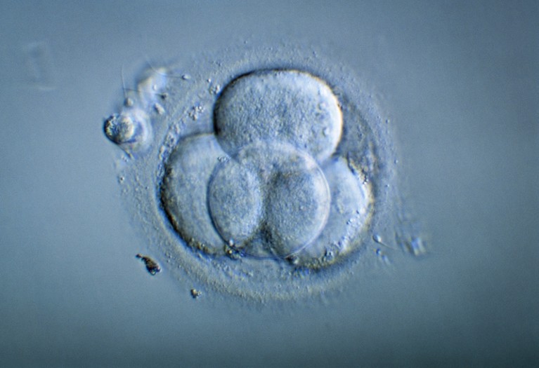 Light micrograph of a 4-cell human embryo.