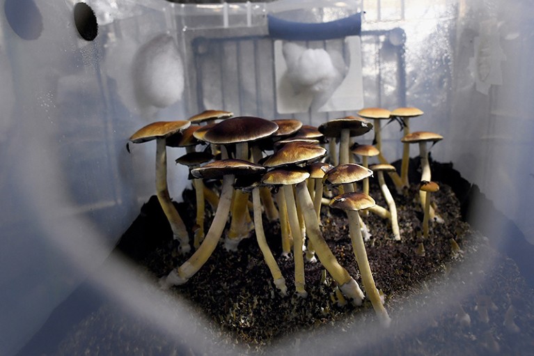 A cluster of mazatec psilocybin mushrooms seen growing inside a plastic tub at a mushroom farm