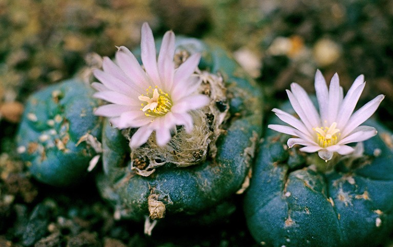 Close up view of two round peyote cactii in bloom