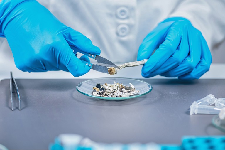 A scientist's gloved hands cut up a psilocybin mushroom, catching the pieces in a glass dish