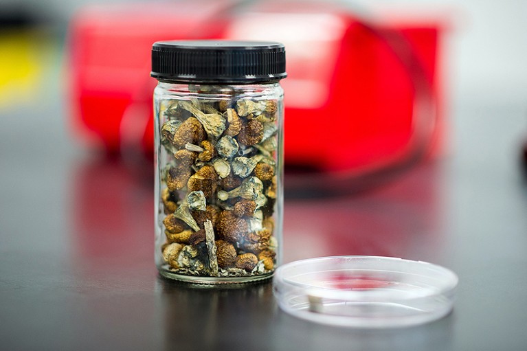 A jar full of mushrooms in a lab with a Petri dish to the right