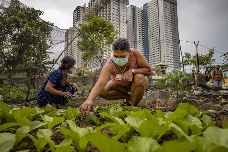 Informal settlers tend to their crops in a community farm set up in a vacant lot in Metro Manila, Philippines, 2021.