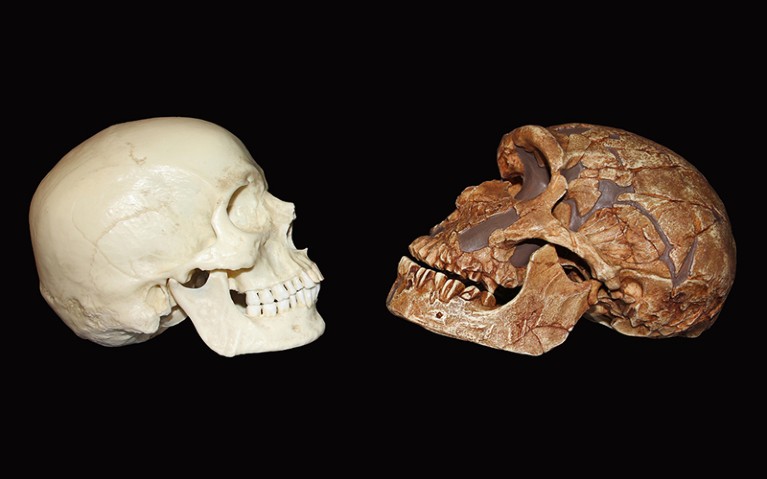 智人和尼安德特人头骨相对的侧面图。