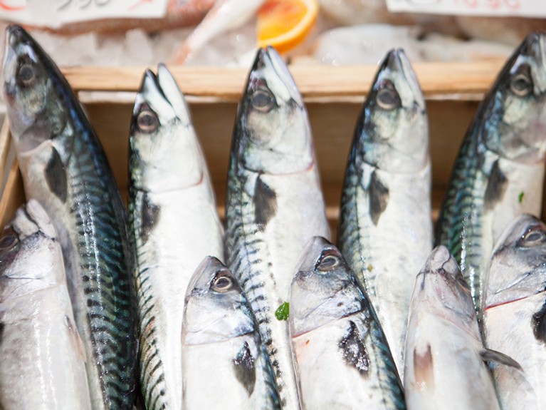 Close-up of a crate of mackerels for sale at a market in Genova, Italy.