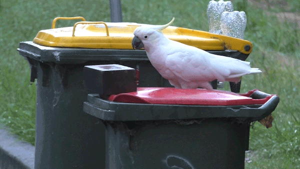 一只凤头鹦鹉成功地推开了一块砖，打开了一个家庭垃圾桶的盖子