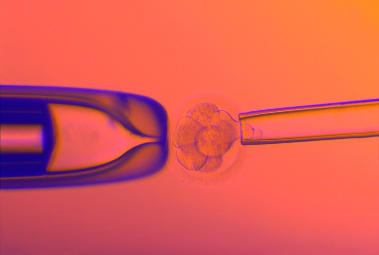 Light micrograph showing syringe being used to extract cells from an eight-cell embryo for genetic testing ahead of implantation