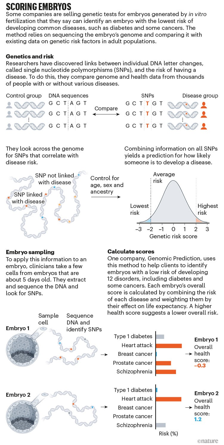 Scoring embryos: infographic that explains how companies are using SNPs and polygenic risk scores to rate embryos for IVF.